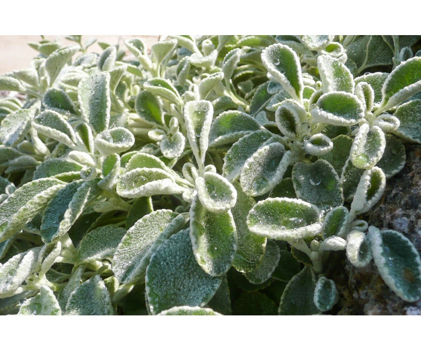 Silverheels Horehound